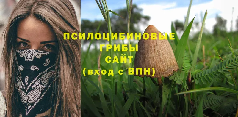 Псилоцибиновые грибы Psilocybe  продажа наркотиков  Покровск 